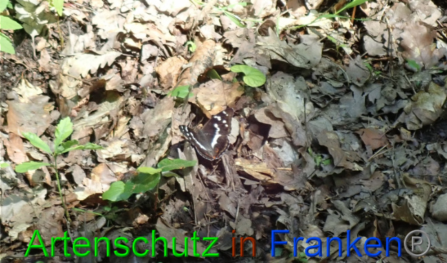 © Artenschutz in Franken® Bild zum Eintrag (1052735-160)