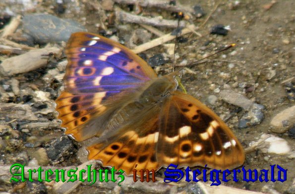 Copyright AiS- Albert Meier Bild zum Eintrag (1052736-160)