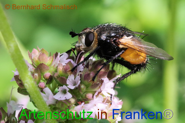© Artenschutz in Franken® / Bernhard Schmalisch Bild zum Eintrag (1052927-160)