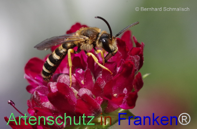 © Artenschutz in Franken® / Bernhard Schmalisch Bild zum Eintrag (1053147-160)