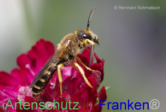 © Artenschutz in Franken® / Bernhard Schmalisch Bild zum Eintrag (1053148-160)