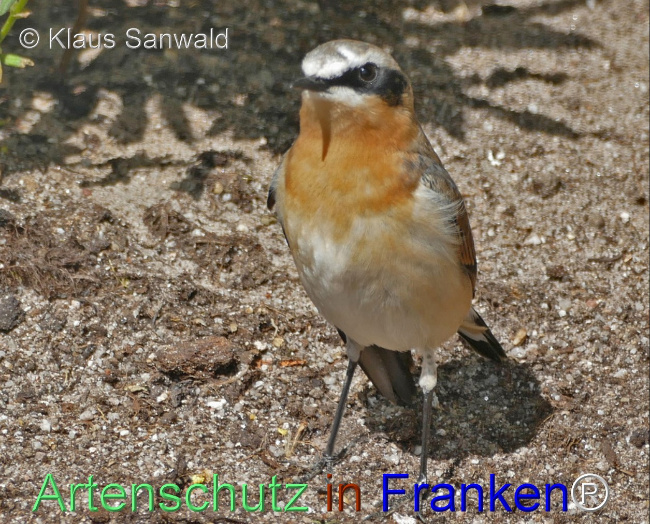 © Artenschutz in Franken® / Klaus Sanwald Bild zum Eintrag (1053166-160)