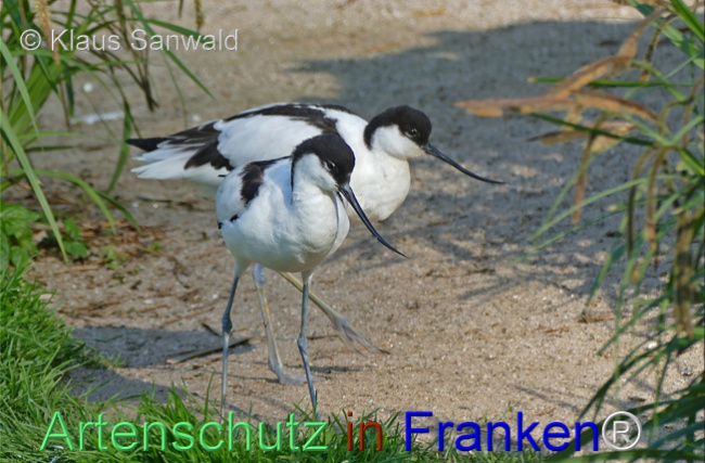 © Artenschutz in Franken® / Klaus Sanwald Bild zum Eintrag (1053168-160)