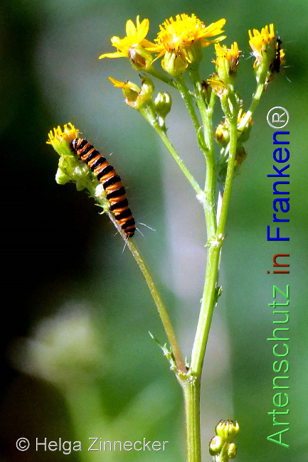 © Artenschutz in Franken® / Helga Zinnecker Bild zum Eintrag (1053232-160)