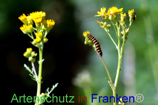 © Artenschutz in Franken® / Helga Zinnecker Bild zum Eintrag (1053233-160)