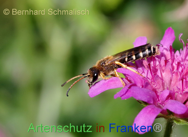 © Artenschutz in Franken® / Bernhard Schmalisch Bild zum Eintrag (1053370-160)