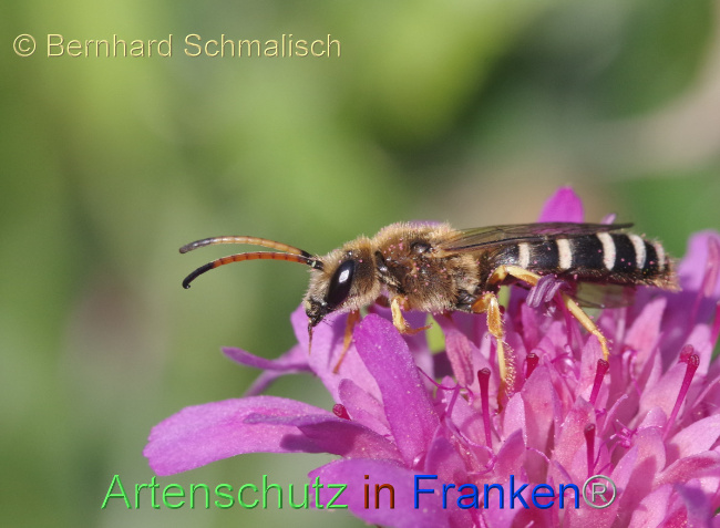 © Artenschutz in Franken® / Bernhard Schmalisch Bild zum Eintrag (1053371-160)