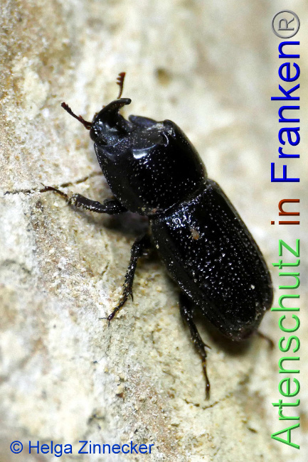 © Artenschutz in Franken® / Helga Zinnecker Bild zum Eintrag (1053454-160)