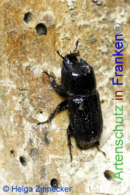 © Artenschutz in Franken® / Helga Zinnecker Bild zum Eintrag (1053455-160)