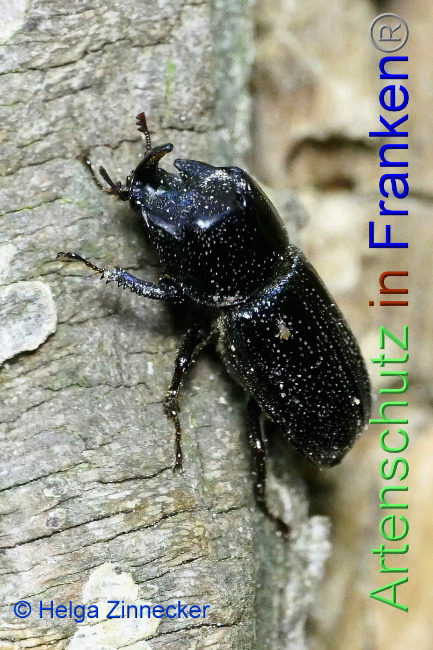 © Artenschutz in Franken® / Helga Zinnecker Bild zum Eintrag (1053456-160)
