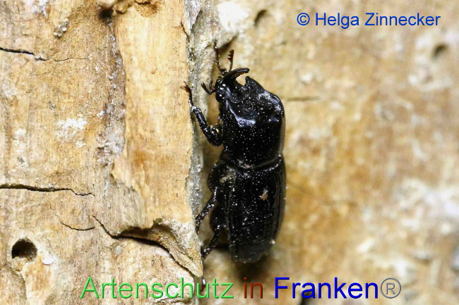 © Artenschutz in Franken® / Helga Zinnecker Bild zum Eintrag (1053457-160)