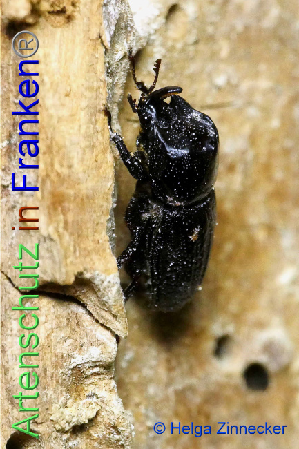 © Artenschutz in Franken® / Helga Zinnecker Bild zum Eintrag (1053458-160)