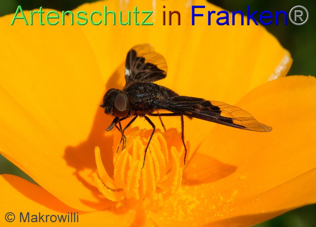 © Artenschutz in Franken® / Makrowilli Bild zum Eintrag (1053487-160)