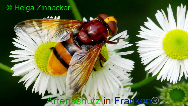 © Artenschutz in Franken® / Helga Zinnecker Bild zum Eintrag (1053687-160)