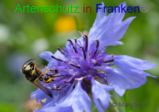 © Artenschutz in Franken® / Makrowilli Bild zum Eintrag (1053787-160)