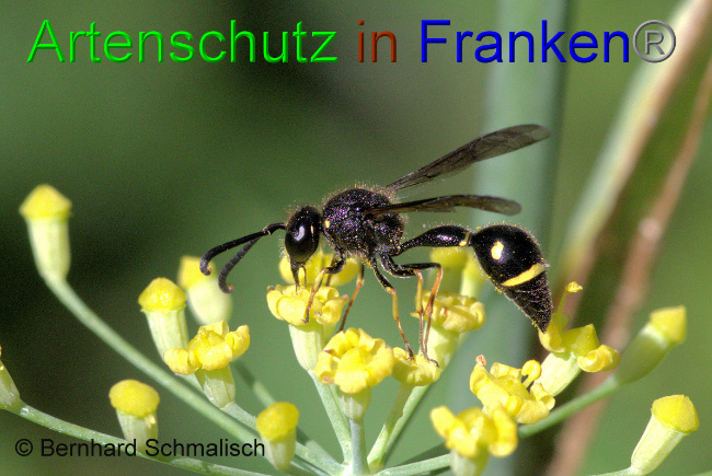 © Artenschutz in Franken® / Bernhard Schmalisch Bild zum Eintrag (1053908-160)