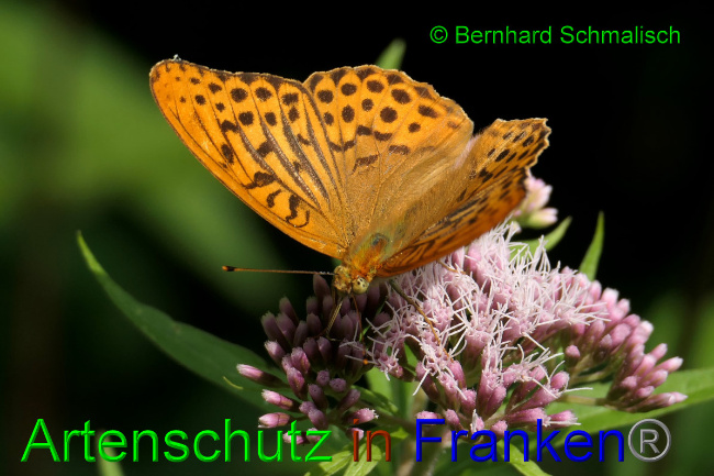 © Artenschutz in Franken® / Bernhard Schmalisch Bild zum Eintrag (1053911-160)