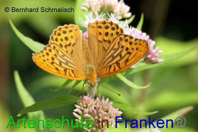 © Artenschutz in Franken® / Bernhard Schmalisch Bild zum Eintrag (1053912-160)