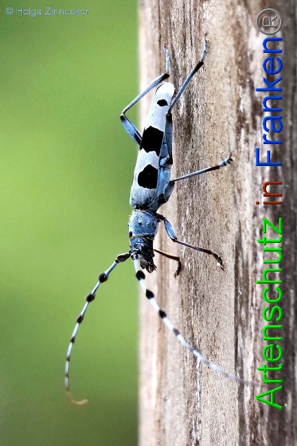 © Artenschutz in Franken® / Helga Zinnecker Bild zum Eintrag (1054000-160)