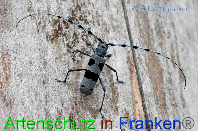 © Artenschutz in Franken® / Helga Zinnecker Bild zum Eintrag (1054001-160)
