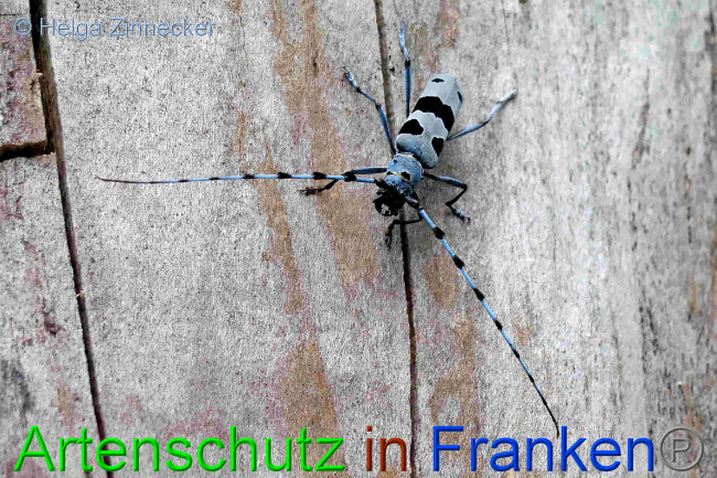 © Artenschutz in Franken® / Helga Zinnecker Bild zum Eintrag (1054002-160)