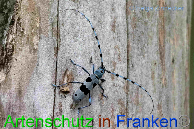 © Artenschutz in Franken® / Helga Zinnecker Bild zum Eintrag (1054004-160)