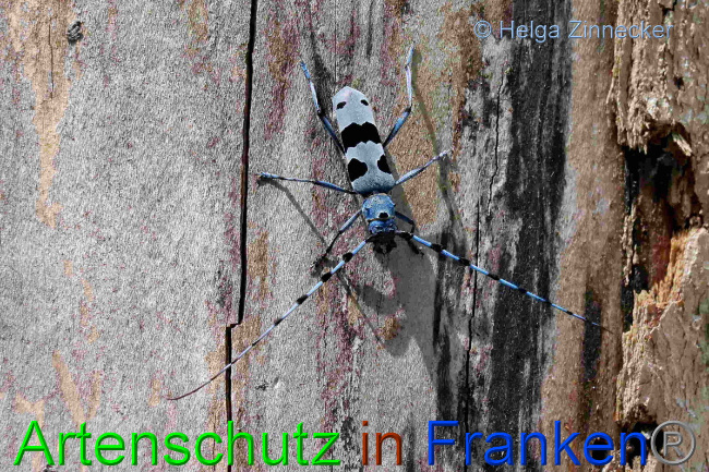 © Artenschutz in Franken® / Helga Zinnecker Bild zum Eintrag (1054005-160)