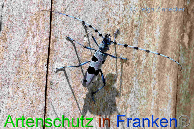 © Artenschutz in Franken® / Helga Zinnecker Bild zum Eintrag (1054006-160)