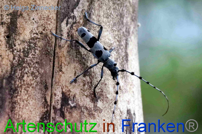 © Artenschutz in Franken® / Helga Zinnecker Bild zum Eintrag (1054012-160)