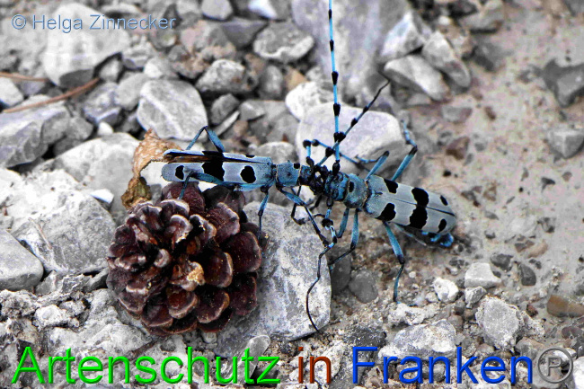 © Artenschutz in Franken® / Helga Zinnecker Bild zum Eintrag (1054014-160)