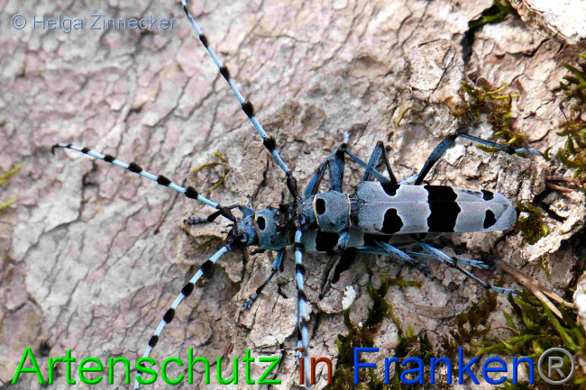 © Artenschutz in Franken® / Helga Zinnecker Bild zum Eintrag (1054020-160)