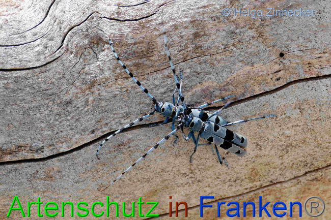 © Artenschutz in Franken® / Helga Zinnecker Bild zum Eintrag (1054022-160)