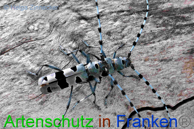 © Artenschutz in Franken® / Helga Zinnecker Bild zum Eintrag (1054023-160)