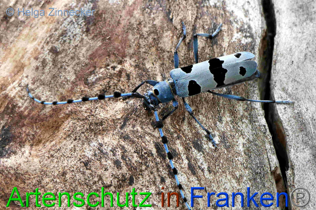 © Artenschutz in Franken® / Helga Zinnecker Bild zum Eintrag (1054025-160)