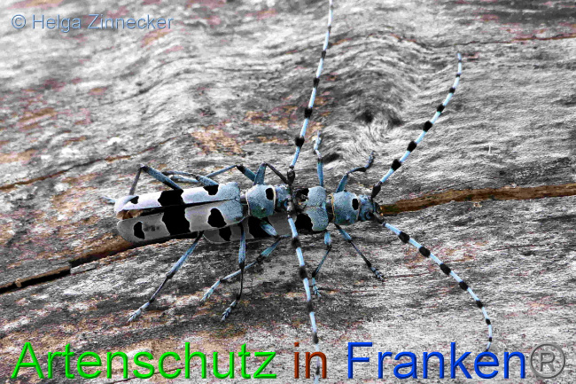 © Artenschutz in Franken® / Helga Zinnecker Bild zum Eintrag (1054026-160)