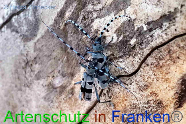 © Artenschutz in Franken® / Helga Zinnecker Bild zum Eintrag (1054027-160)