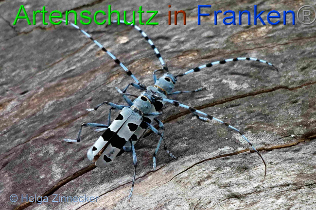 © Artenschutz in Franken® / Helga Zinnecker Bild zum Eintrag (1054031-160)