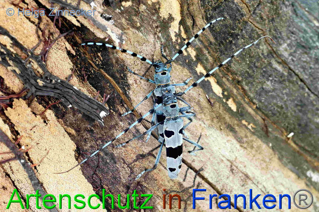 © Artenschutz in Franken® / Helga Zinnecker Bild zum Eintrag (1054032-160)