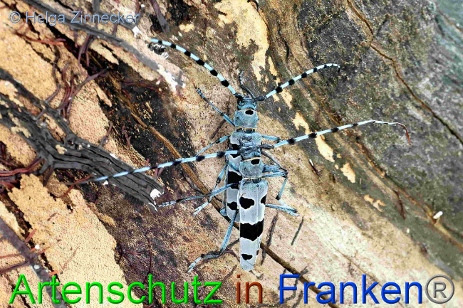 © Artenschutz in Franken® / Helga Zinnecker Bild zum Eintrag (1054033-160)