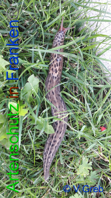 © Artenschutz in Franken® / Greb Bild zum Eintrag (1054110-160)