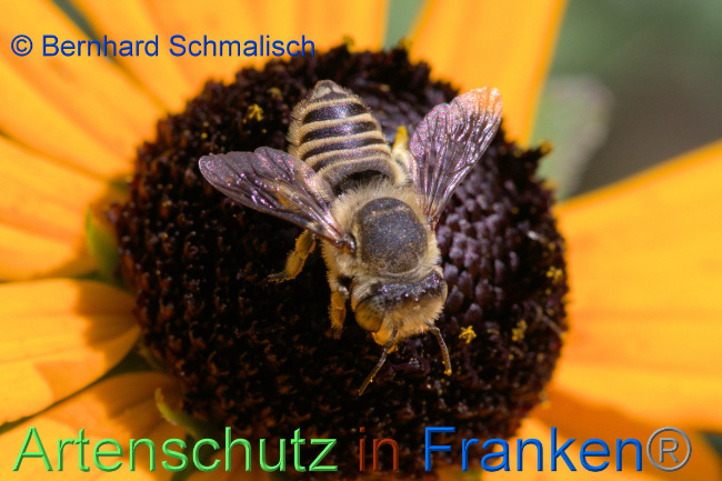 © Artenschutz in Franken® / Bernhard Schmalisch Bild zum Eintrag (1054226-160)