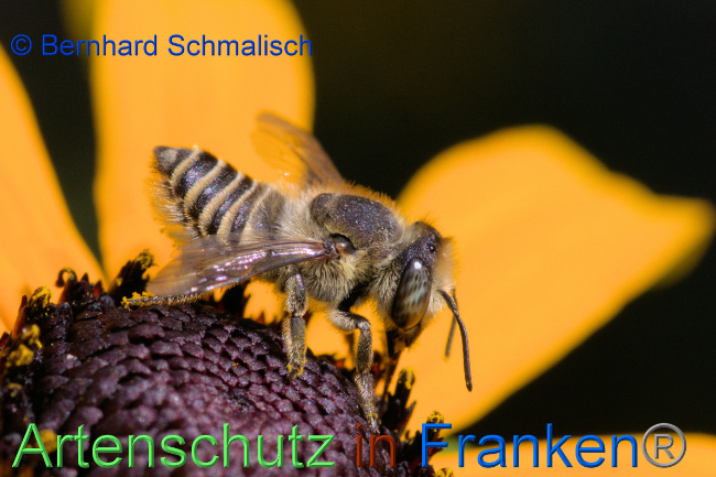 © Artenschutz in Franken® / Bernhard Schmalisch Bild zum Eintrag (1054227-160)