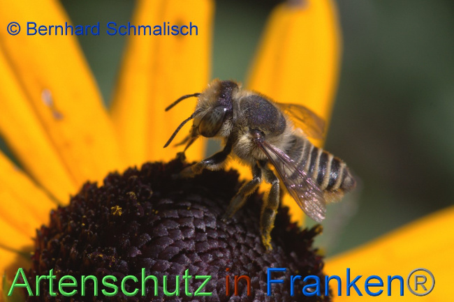 © Artenschutz in Franken® / Bernhard Schmalisch Bild zum Eintrag (1054232-160)