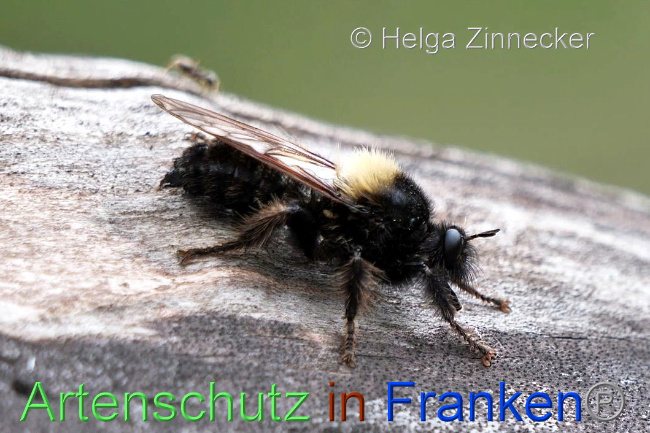 Bild zum Eintrag (1054338-160)