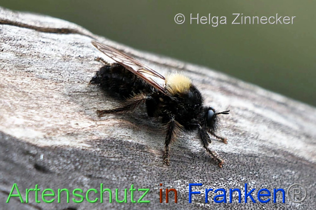 Bild zum Eintrag (1054339-160)