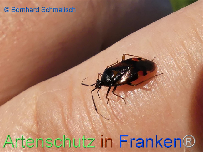 © Artenschutz in Franken® / Bernhard Schmalisch Bild zum Eintrag (1054404-160)