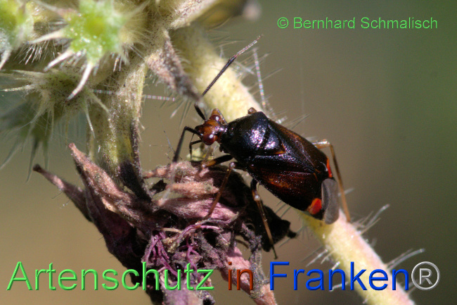 © Artenschutz in Franken® / Bernhard Schmalisch Bild zum Eintrag (1054405-160)