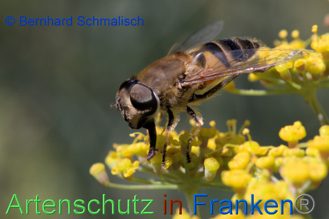 © Artenschutz in Franken® / Bernhard Schmalisch Bild zum Eintrag (1054409-160)