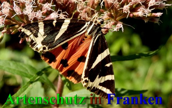 Copyright AiS- Albert Meier Bild zum Eintrag (1054801-160)