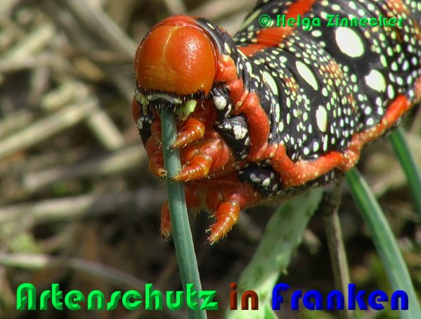Copyright AiS Helga Zinnecker Bild zum Eintrag (1054854-160)